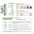 Ayur Azo Urinary Tract Infection Test Strips - 3-Count Box - Image 3
