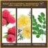Burt's Bees 100% Natural Glossy Lipstick, Peony Dew, 1 Tube - Image 3