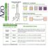AZO Cranberry Pro Urinary Tract Health Supplement 600mg PACRAN, 1 Serving = More Than 1 Glass of Cranberry Juice 100 CT + Urinary Tract Infection (UTI) Test Strips, Accurate Results in 2 Minutes, 3 CT - Image 5
