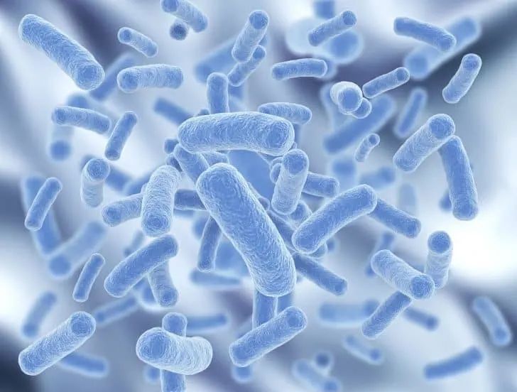 Probiotics live bacteria yogurt kefir fermented foods